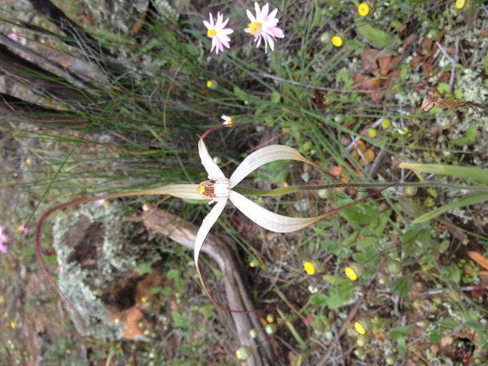 Caladenia - Spider Orchid-8-Sep-2018p0001.JPG